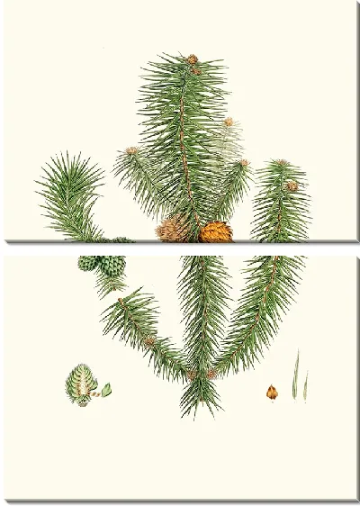 Картина Пихта широколистная (1837 г.)