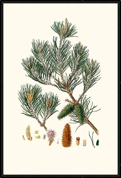 Картина Сосна Джерси (1837 г.)