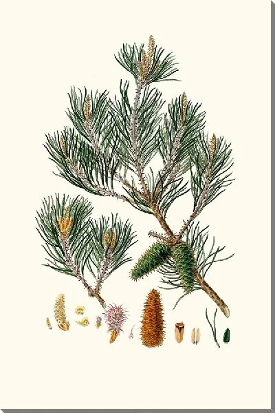 Картина Сосна Джерси (1837 г.)