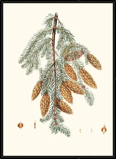 Картина Пихта трезубчатая (1837)