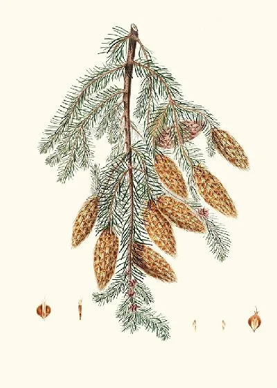 Картина Пихта трезубчатая (1837)