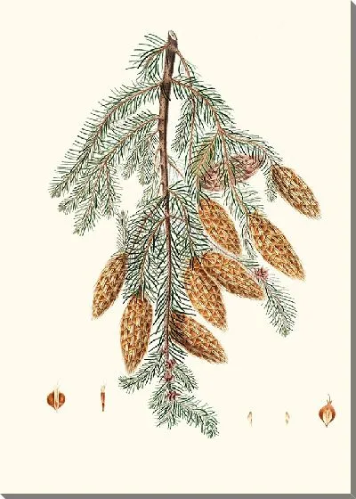 Картина Пихта трезубчатая (1837)