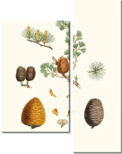 Картина Индийский кедр (1837 г.)