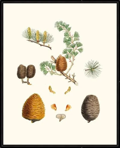 Картина Индийский кедр (1837 г.)