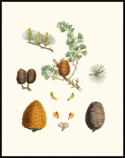 картина