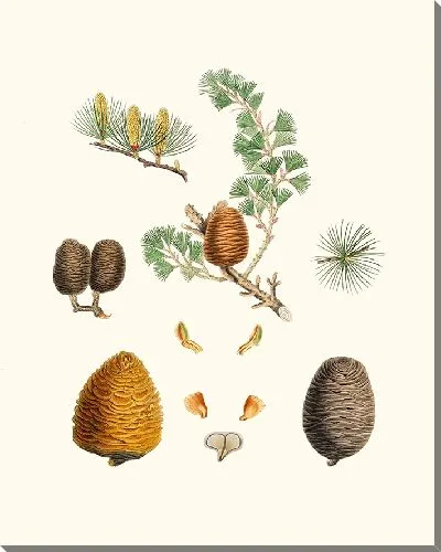 Картина Индийский кедр (1837 г.)