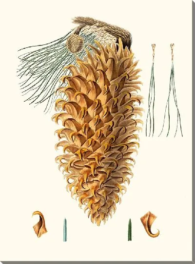 Картина Сосна большая крючковатая (1837 г.)