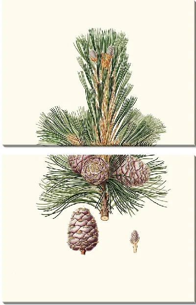 Картина Кедр сибирский (1837)