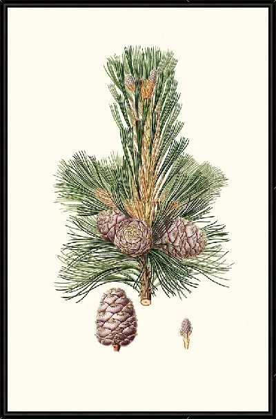 Картина Кедр сибирский (1837)