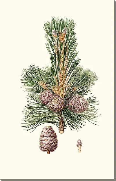 Картина Кедр сибирский (1837)