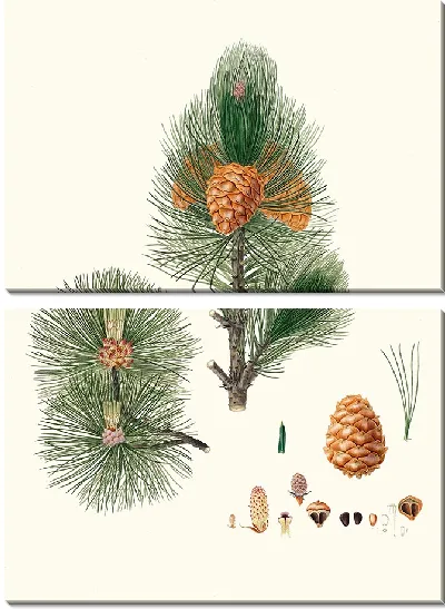 Картина Кедр сибирский 2 (1837 г.)