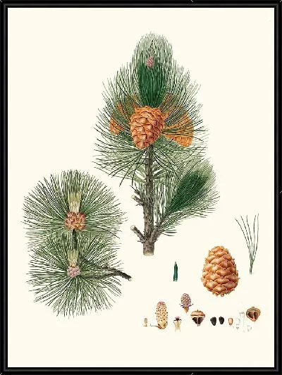 Картина Кедр сибирский 2 (1837 г.)