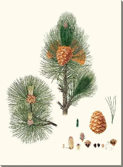 Картина Кедр сибирский 2 (1837 г.)