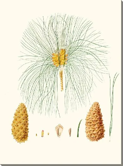 Картина Канарская сосна (1837)