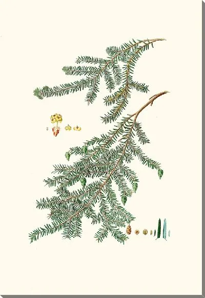 Картина Сосна канадская (1837 г.)