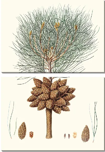 Картина Калабрийская сосна (1837)