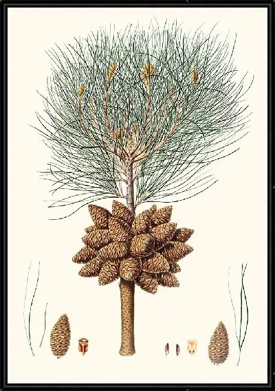 Картина Калабрийская сосна (1837)
