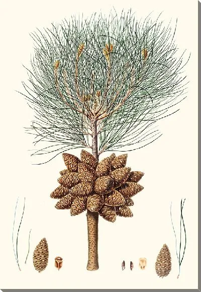 Картина Калабрийская сосна (1837)