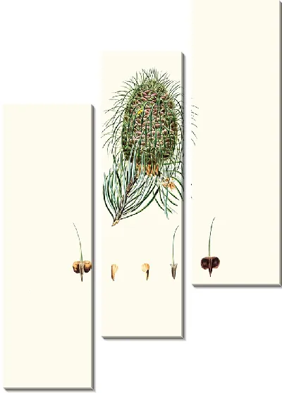 Картина Пихта листовертковая (1837)