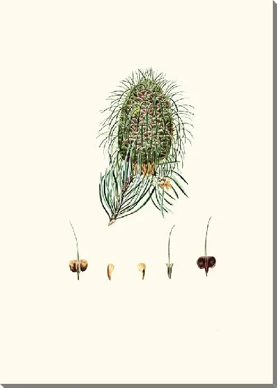 Картина Пихта листовертковая (1837)