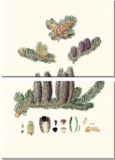 Картина Бальзам пихты Галаадской (1837 г.)