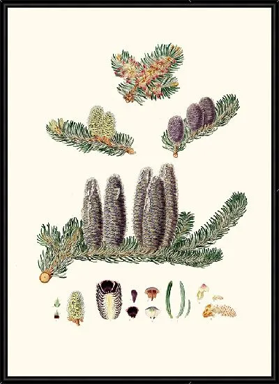 Картина Бальзам пихты Галаадской (1837 г.)