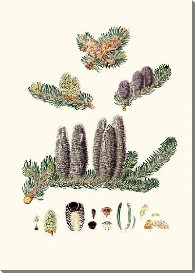 Картина Бальзам пихты Галаадской (1837 г.)