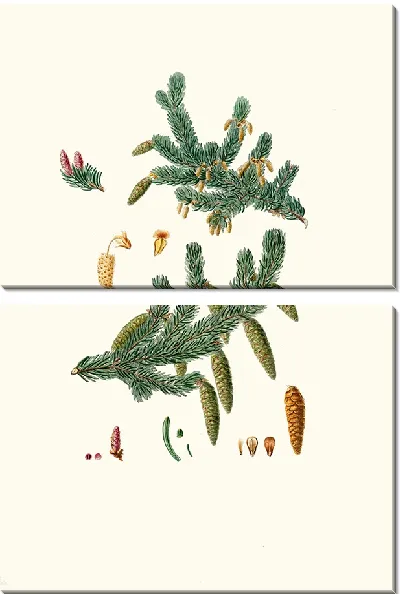 Картина Ель обыкновенная (1837 г.)