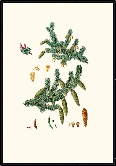 Картина Ель обыкновенная (1837 г.)