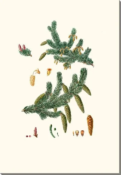 Картина Ель обыкновенная (1837 г.)