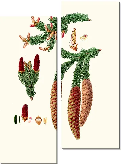 Картина Ель обыкновенная (1837 г.)