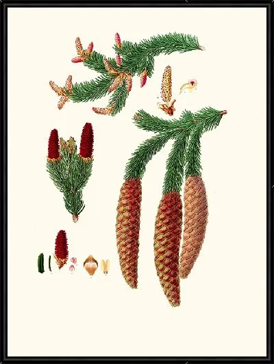 Картина Ель обыкновенная (1837 г.)