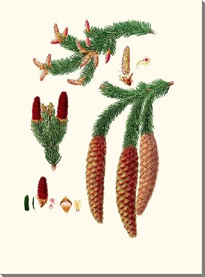 Картина Ель обыкновенная (1837 г.)