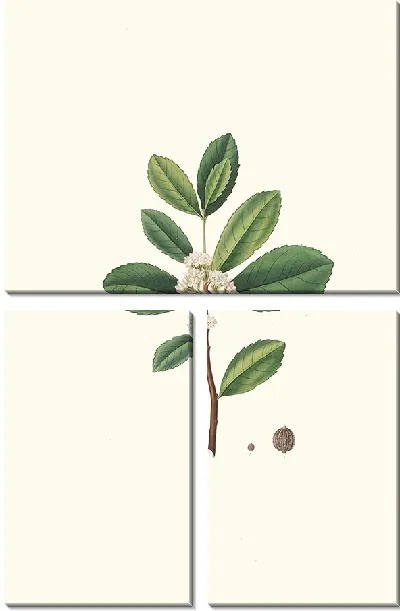 Картина Ilex Paraguensis (миниатюрная ветка с белыми цветами) (1837 г.)