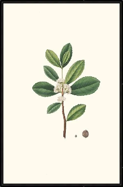 Картина Ilex Paraguensis (миниатюрная ветка с белыми цветами) (1837 г.)