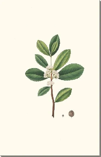 Картина Ilex Paraguensis (миниатюрная ветка с белыми цветами) (1837 г.)