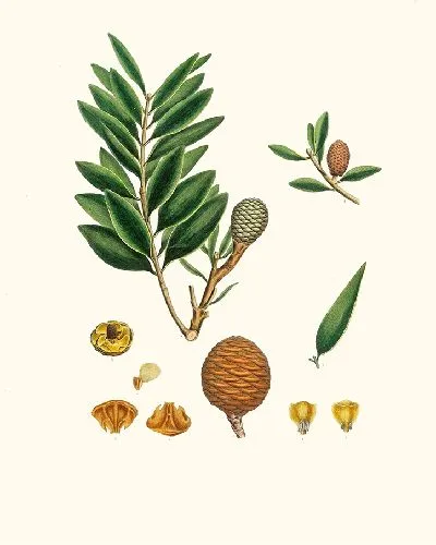 Картина Смоляное дерево Амбойна (1837 г.)