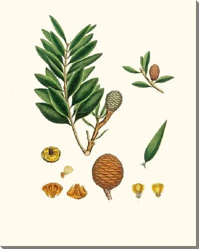 Картина Смоляное дерево Амбойна (1837 г.)