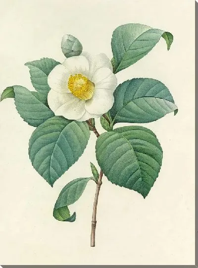 Картина Винтаж ботаника Редуте №2