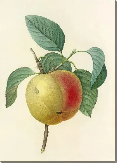 Картина Винтаж ботаника Редуте №4