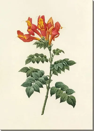 Картина Винтаж ботаника Редуте №5