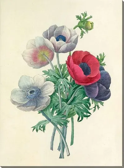 Картина Винтаж ботаника Редуте №7