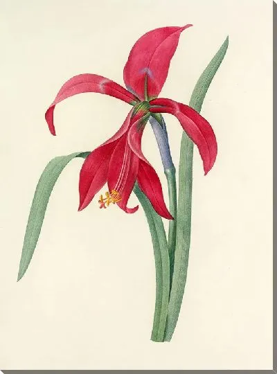 Картина Винтаж ботаника Редуте №8