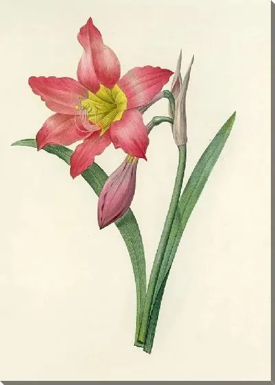 Картина Винтаж ботаника Редуте №9