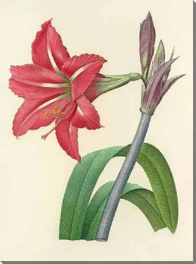 Картина Винтаж ботаника Редуте №10