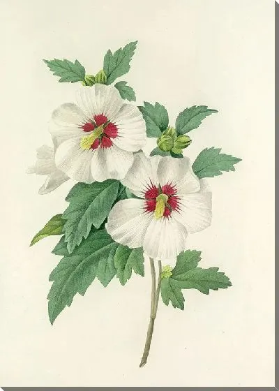 Картина Винтаж ботаника Редуте №11