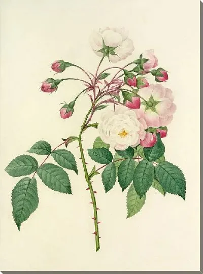 Картина Винтаж ботаника Редуте №13