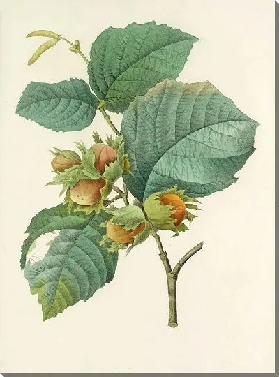 Картина Винтаж ботаника Редуте №15