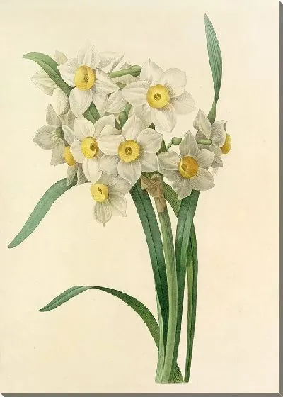 Картина Винтаж ботаника Редуте №16