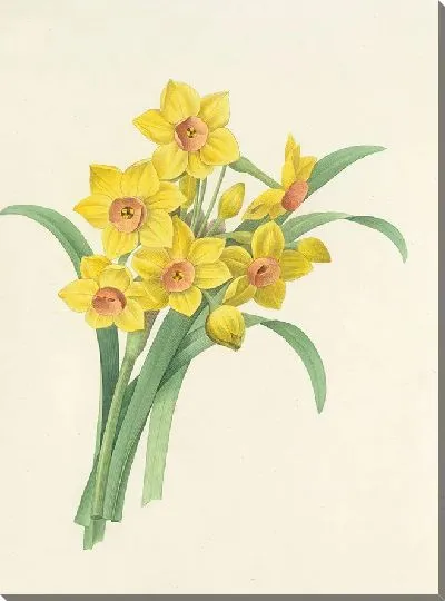 Картина Винтаж ботаника Редуте №17